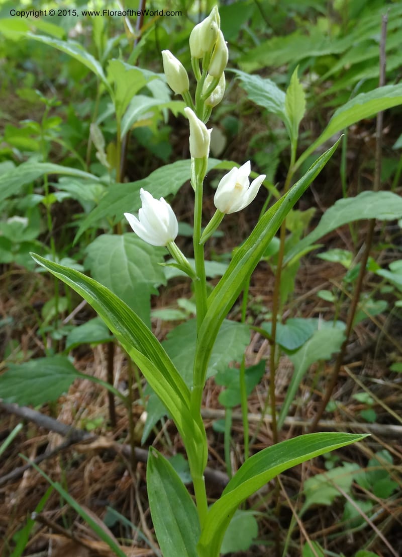 Cephalanthera longifolia, Boufford, D 43592--China. Sichuan. Tudiling Tunnel. 6 May 2014. DSC03860 (82).JPG