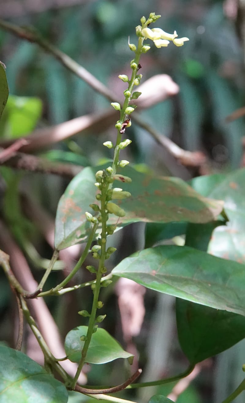 Thomandersia laurifolia, C. Davidson 13964--Gabon. Arb. Sibang. 5 Nov. 2018. DSC02235 (347).JPG