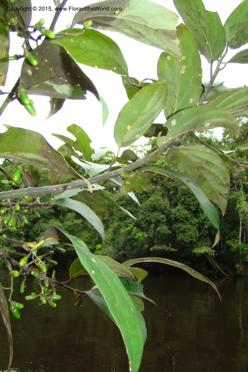 Endlicheria paniculata, Vasquez, Ro 34850--Peru. Loreto. Dist. Nauta. Qbda Nawapa, Rio Tigre. 11 Nov 08. 106 (7).jpg