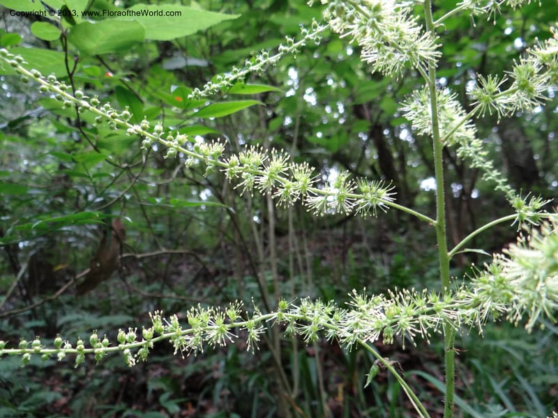 Astilbe grandis, Davidson, C 11953--China. Zhejiang Priv. Tian Mu Shan. 31 May 2012. DSC00927 (109).JPG