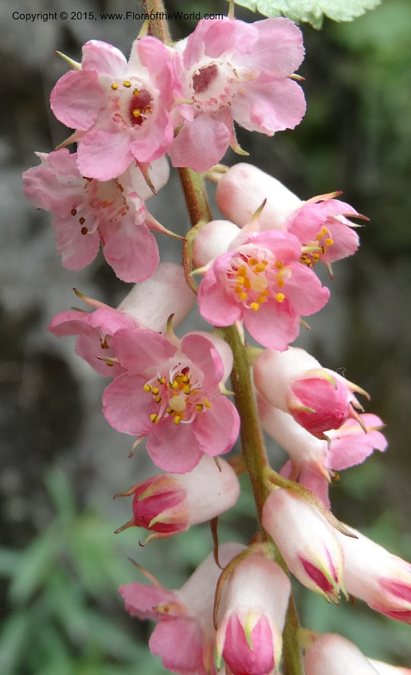 Neillia thibetica, Boufford, D 43710--China. Sichuan. LongDongZhen on Rd. to LeiYuan Shan. 13 May 2014. DSC05860 (3).JPG