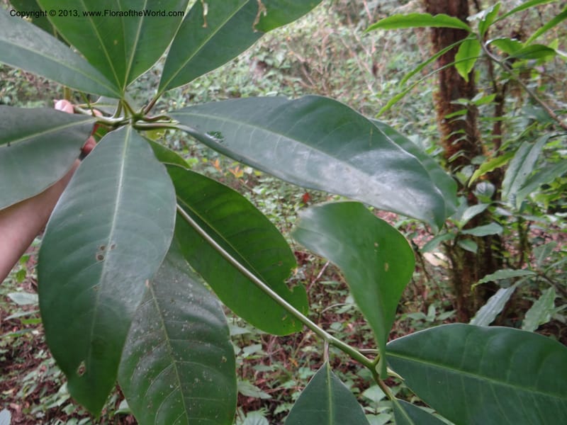 Meliosma simplicifolia, VC 5561--Thailand. Chiang Mai Prov. Doi Pha Hom Pok Nat. Park. 10 Nov 2012. DSC08349 (269).JPG