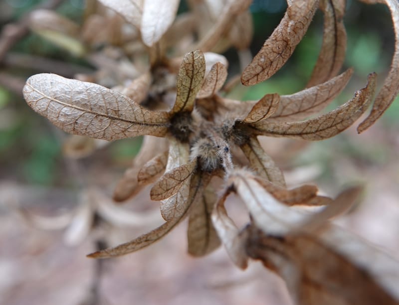 Engelhardia serrata, D. Boufford 44146--China. Yunnan. Along G213. 4 May 2018. DSC02084 (117).JPG