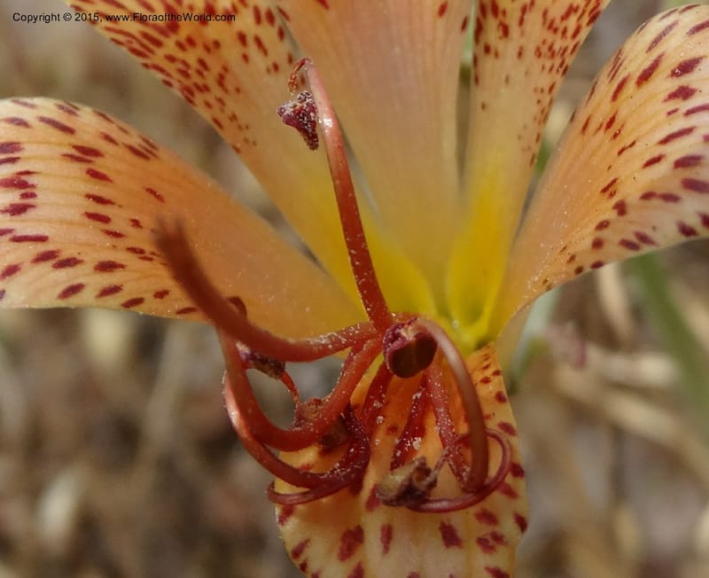 Alstroemeria versicolor, Davidson, C 12826--Chile. Ruta J-55 east of Talca. 27 Nov 2014. DSC08682 (135).JPG