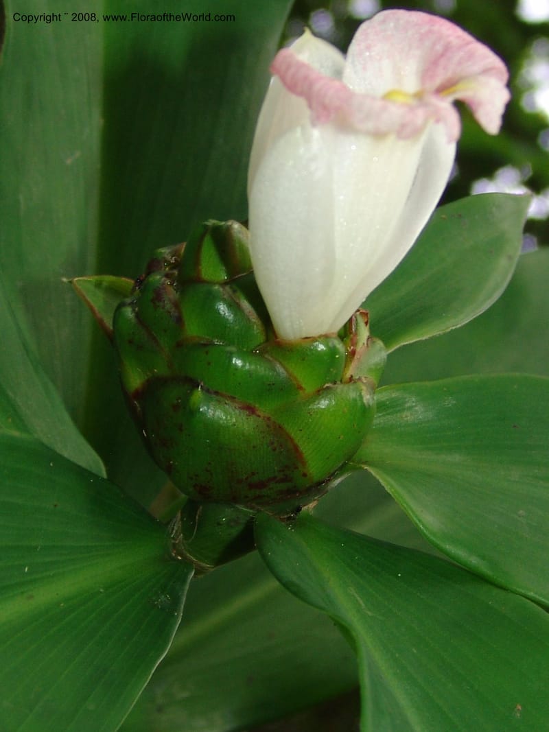 Costus, GSimon, 1456--Tanz. Mzelezi F. Res. S of Mbangayao Sch. 13 Feb 06. 008.jpg
