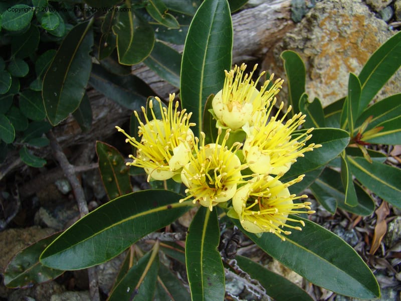 Xanthostemon, JMunzinger4732--New Caledonia. Poum Mine. 13 Nov 07. 026.jpg
