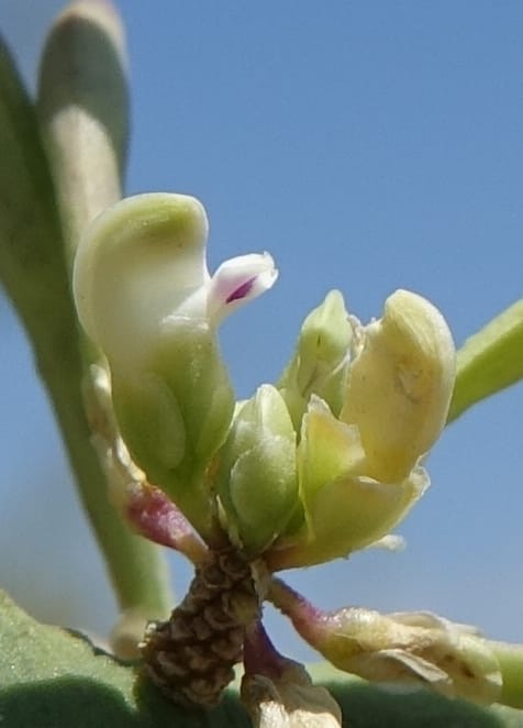 Bredemeyera colletioides, Fortunato 13068--Argentina. Hwy 60, rocky river channel. 3 Feb 2018. DSC08172 (81).JPG