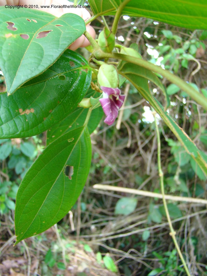 Mendoncia, RAguilar11157--Costa Rica. Puntar. P. Osa. Bahia Chal. 16 Apr 08. 044.jpg