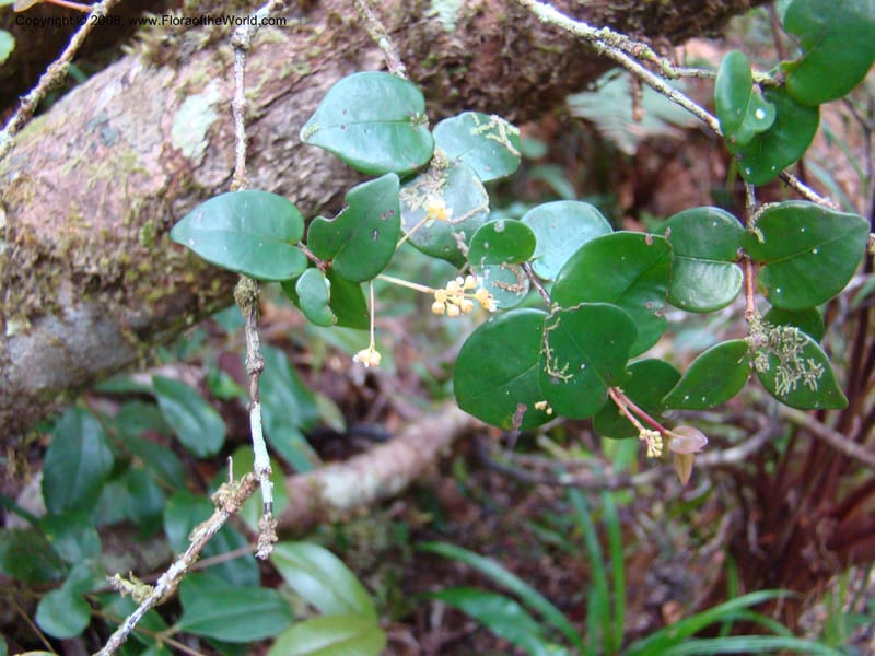 Syzygium, JMunzinger4844--New Caledonia. Plateau de Dogny. 19 Nov 07. 095.jpg