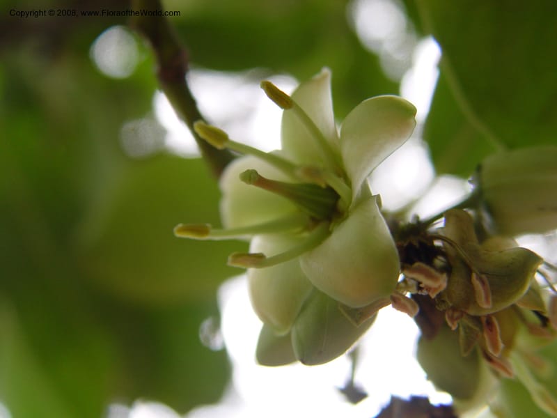 Brexia madagascariensis--So. Africa. Durban Bot. Gard. 3 Oct 03. 002.jpg
