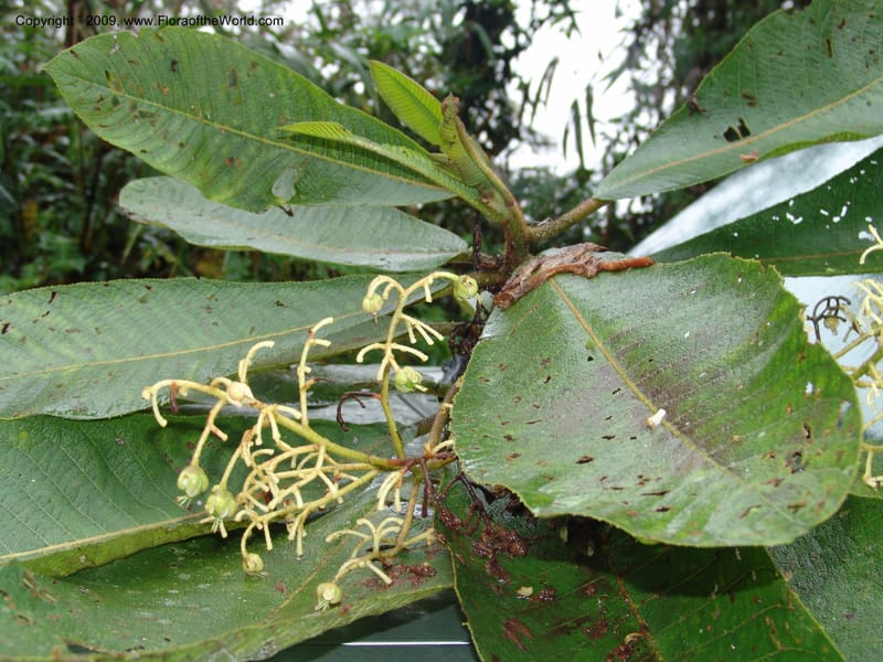 Saurauia, Croat94636--Ecuador. Prov. Pichincha. Reserva Bellavista. 14 Feb 05. 226.jpg