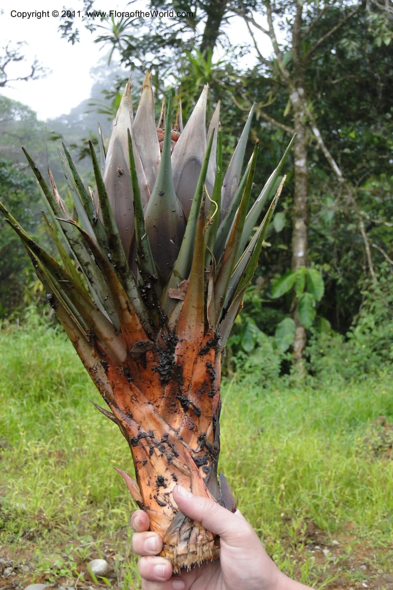 Pandanus joskei, M. Callmander 963--Fiji. Area of Monasavu Dam I. 9 Feb 2011. 490 (59).jpg
