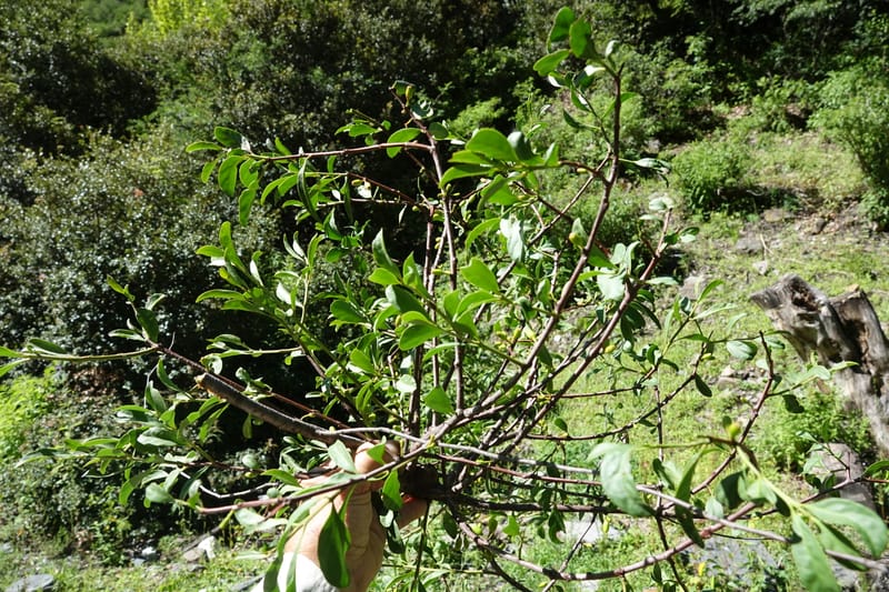 Taxillus delavayi var. delavayi, D. Boufford 43988--China. Sichuan. Yibailingba-gou. 12 Aug 2017. DSC04660 (565).JPG