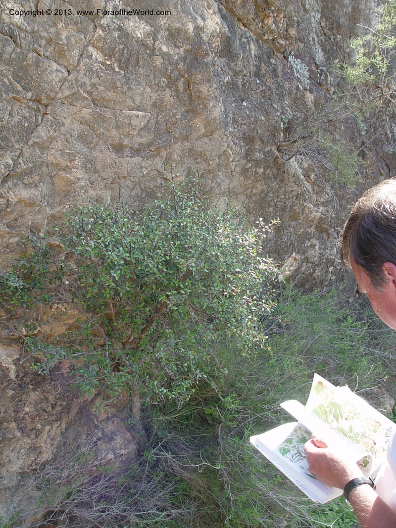 Rhamnus alaternus--Spain. Andalucia. E of Orgiva. Barranco de los Lobos. 1 (44).jpg