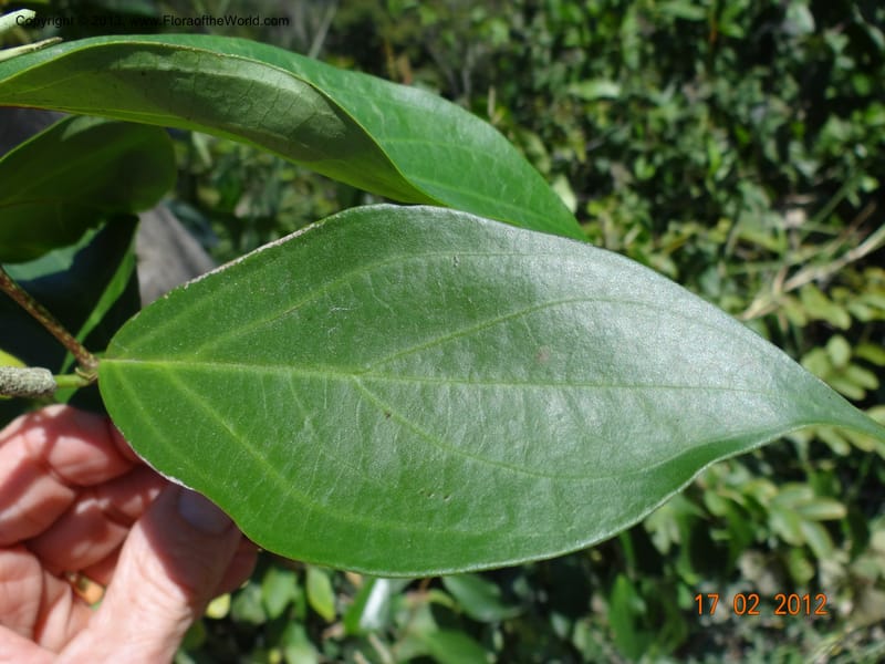 Piper sp. unk. , Martinez-Melendez, M 425--Mexico, Chiapas, Palenque-Ocosingo 17 Feb 2012  3247 (6).JPG