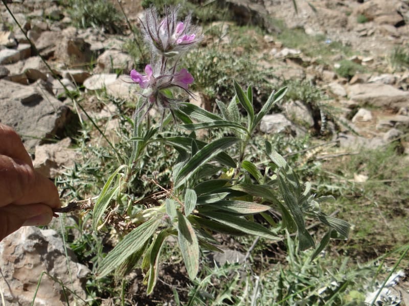 Stachys lavandulifolia--Iraq. Kurdistan. Shakh-i-Pira Magrun. 25 May 2013. DSC05267 (106).JPG