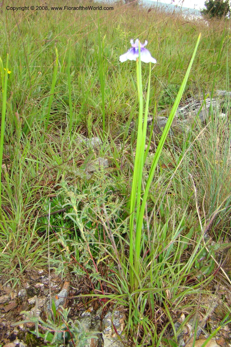 Moraea, WKindeketa3005--Tanz. Makete Distr. Kitulo Nat. Pk. 25 Jan 08. 283.jpg