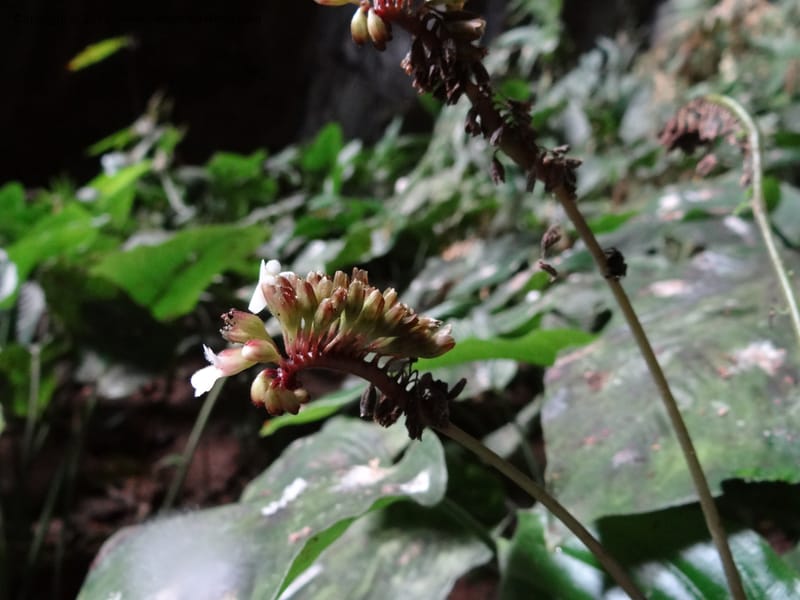 Monophyllaea horsfieldii, S.98860--Sarawak. Fairy Cave. 27 Mar 2012. DSC05628 (3).JPG