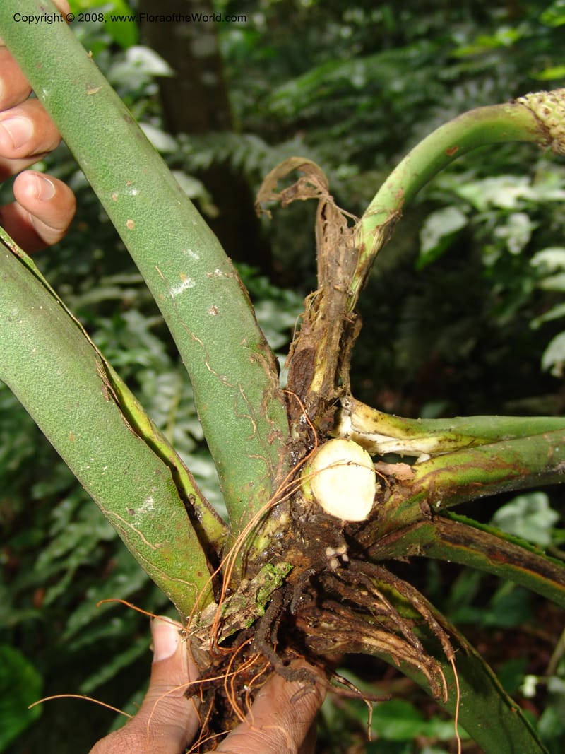 Monstera, RVasquez32988--Peru. Pillcopata. Qbda Pini Pini. 29 Oct 07. 516.jpg