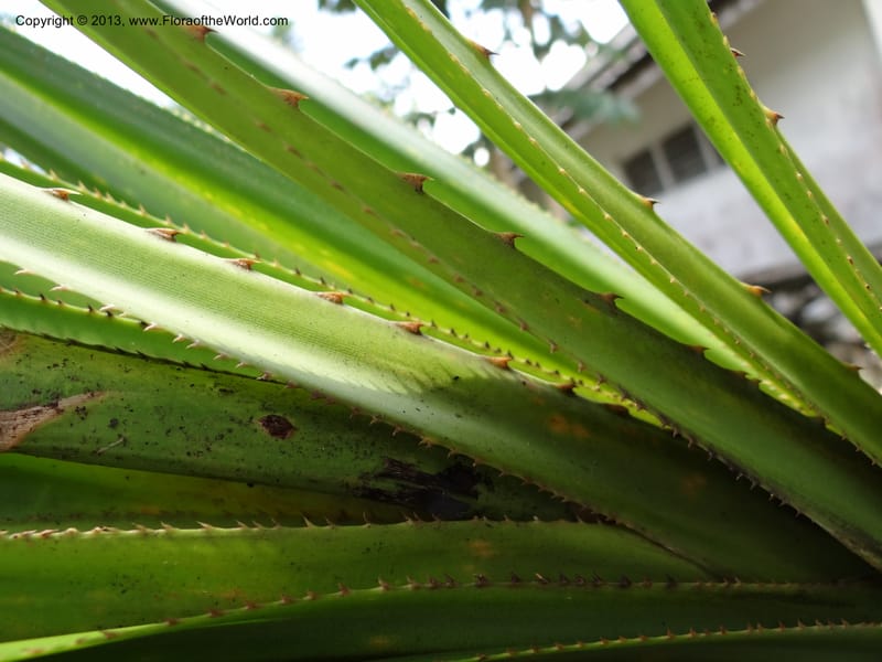 Spiny margins and keels of long green leaves