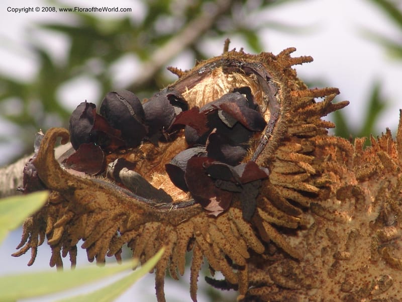Sterculia murex--So. Africa. Mpumalanga. Karino. Whyte Thorne Garden. 19 Mch 05. 246.jpg