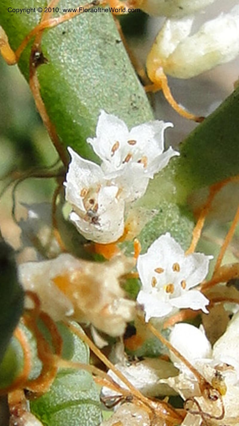 Cuscuta salina, C. Davidson 11802--CA. Alameda Co. Radio Beach, N of Bay Bridge toll plaza. 2 Sept 2010. 220 (26).jpg