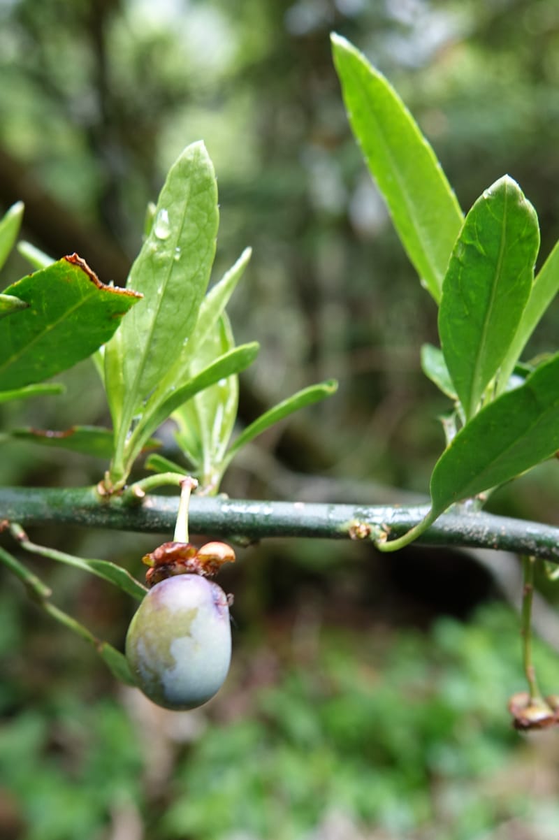 Prinsepia scandens, Tseng Yu-Hsin 1328--Taiwan. Taroko Nat. Park. Mt. Bilu Trail. 21 May 2016.  (64).JPG