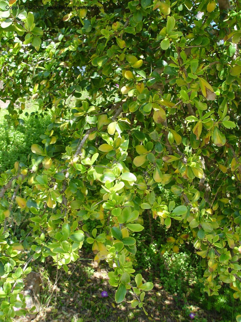 Dovyalis caffra--Spain. Blanes. Marimurtra Bot. Gard. 24 Apr 04. . 196.jpg