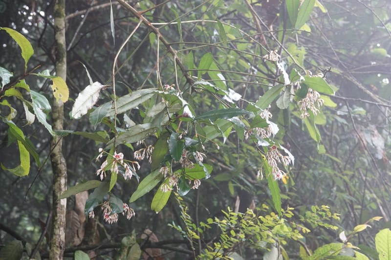 Ardisia virens, D. Boufford 44152--China. Yunnan. Bam Po village. 5 May 2018. DSC02406 (215).JPG