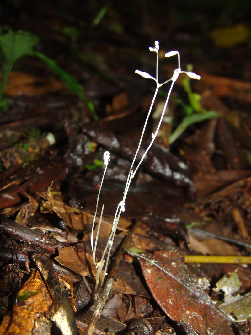 Gymnosiphon, Croat94412--Ecuador. Prov. Pichincha. Res. Guaycuyacu. 10 Feb 05. 276.jpg
