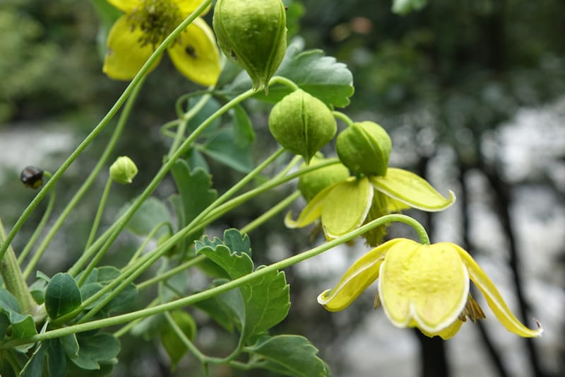 Clematis tangutica, Not collected--China. Sichuan. Yibailingba-gou. 12 Aug 2017. DSC04660 (459).JPG