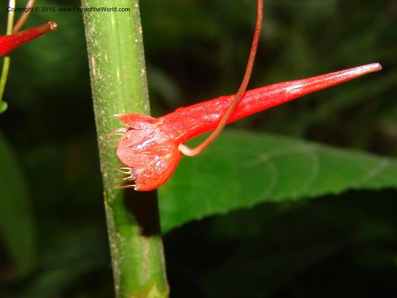 Tropaeolum emarginatum, Croat 96216--Ecuador. Centro Cientifico Rio Palenque. 22 Mar 06. 021 (2).jpg