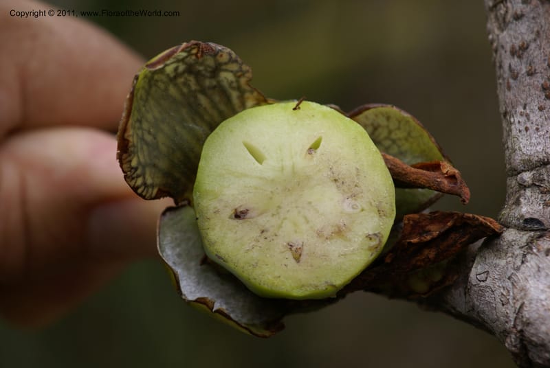 Strasburgeria robusta, Munzinger, J 4877--New Caledonia,  Dzumac, 20 Nov 2007, 28 (35).JPG