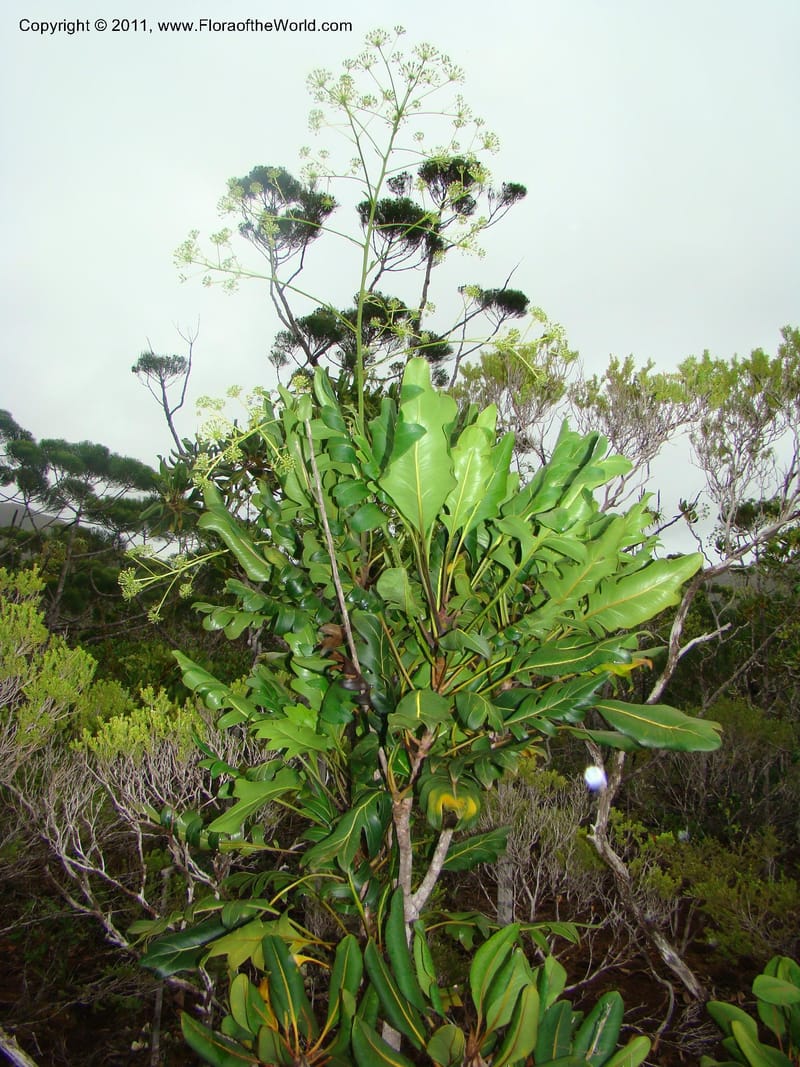 Myodocarpus crassifolius--New Caledonia. Pl des Lacs. Ca. Grand Lac. X fraxinifolius. 21 Jan 2010. 293 (286).jpg