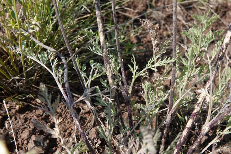 Lomatium macrocarpum, C. Davidson 13790--Oregon. Wallowa Co. Upper Camp Creek Canyon. 5 Jun 2018. DSC05225 (104).JPG