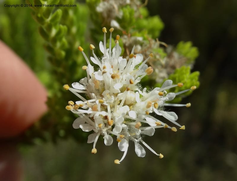 Agathosma collina, Davidson, C 12301--South Africa. Western Cape. De Hoop Nature Res. 22 Jan 2014. DSC01681 (109).JPG