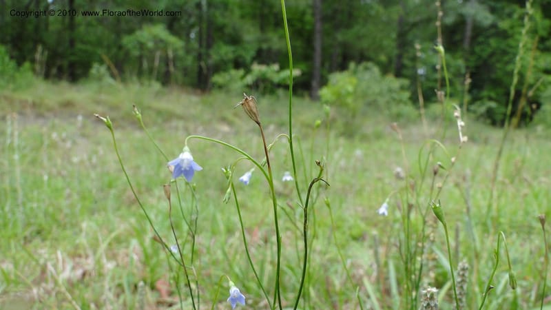 Wahlenbergia marginata, Mori 27450--North Carolina. Moore Co. Lake Bay Rd. 25 May 2010. 207 (40).jpg