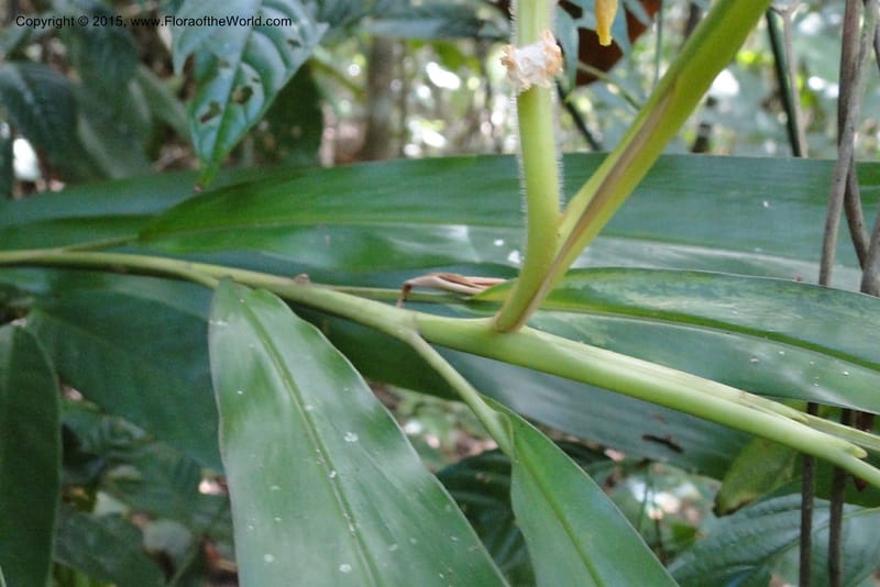 Alpinia, Regalado 1858--Viet Nam. Unknown mountain. 10 May 2011. 131 (2).jpg