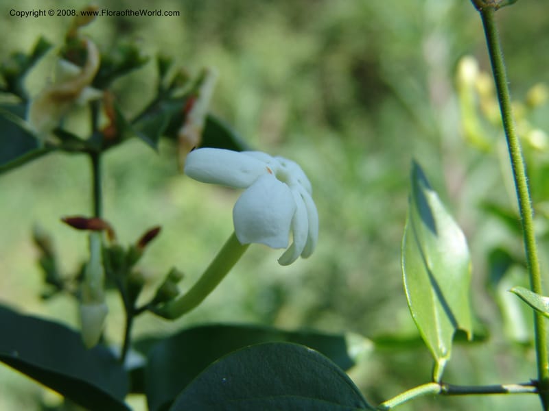 Jasminum abyssinicum--Kenya. Homa Bay Distr. Koru. Kweissos house. 3 Jul 04. 173.jpg