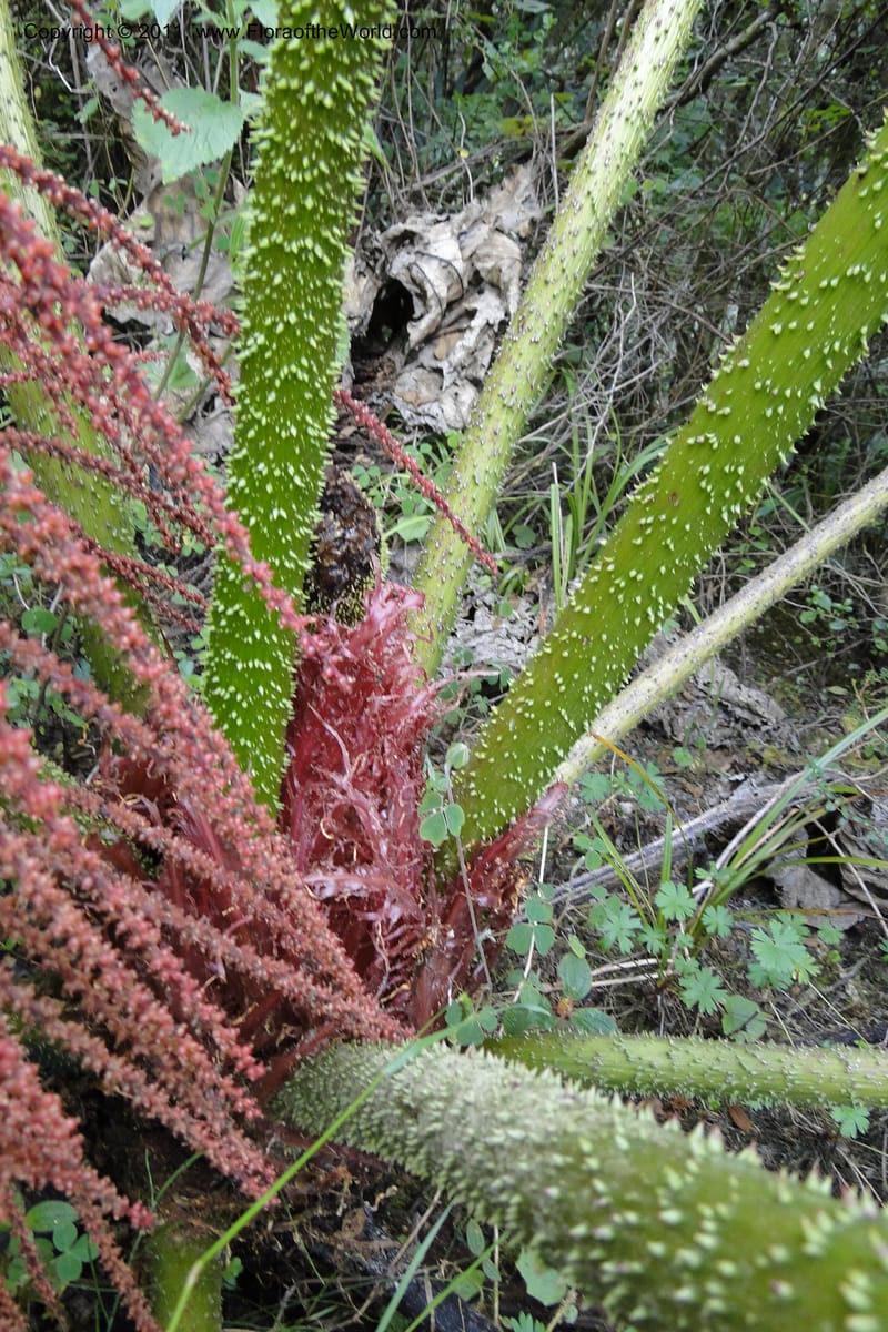 Gunnera brephogea, Ulloa 2180--Ecuador. Pichincha. Reserva Yanacocha. 11 Jun 2011. 311 (14).jpg