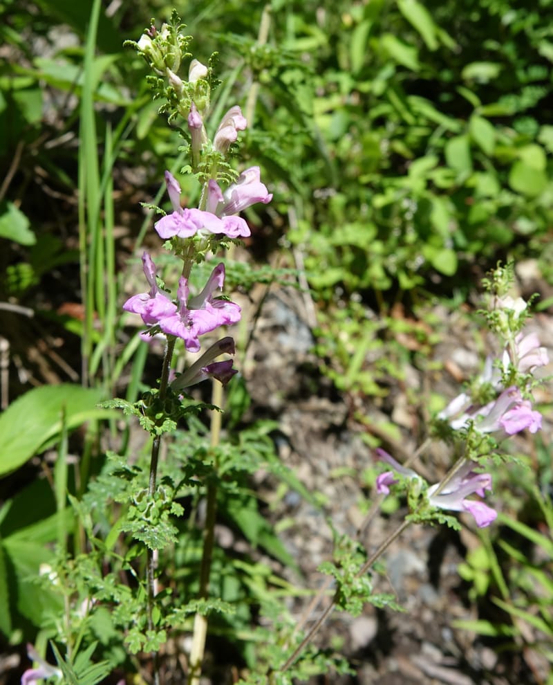 Pedicularis pseudomelampyriflora, C. Davidson 13757--China. Sichuan. Yibailingba-gou. 12 Aug 2017. DSC04660 (577).JPG