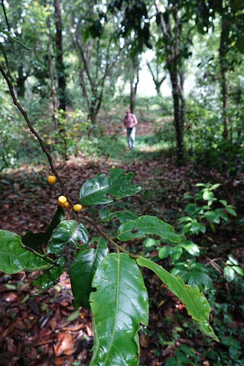 Horsfieldia prainii, D. Boufford 44155--China. Yunnan. Bam Po village. 5 May 2018. DSC02406 (100).JPG