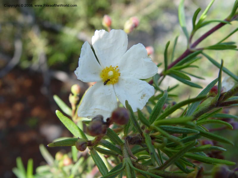 Cistus clusii--Spain. Andalucia. On C333, ca. 5 km E of Orgiva. 14 Apr 04. 152.jpg