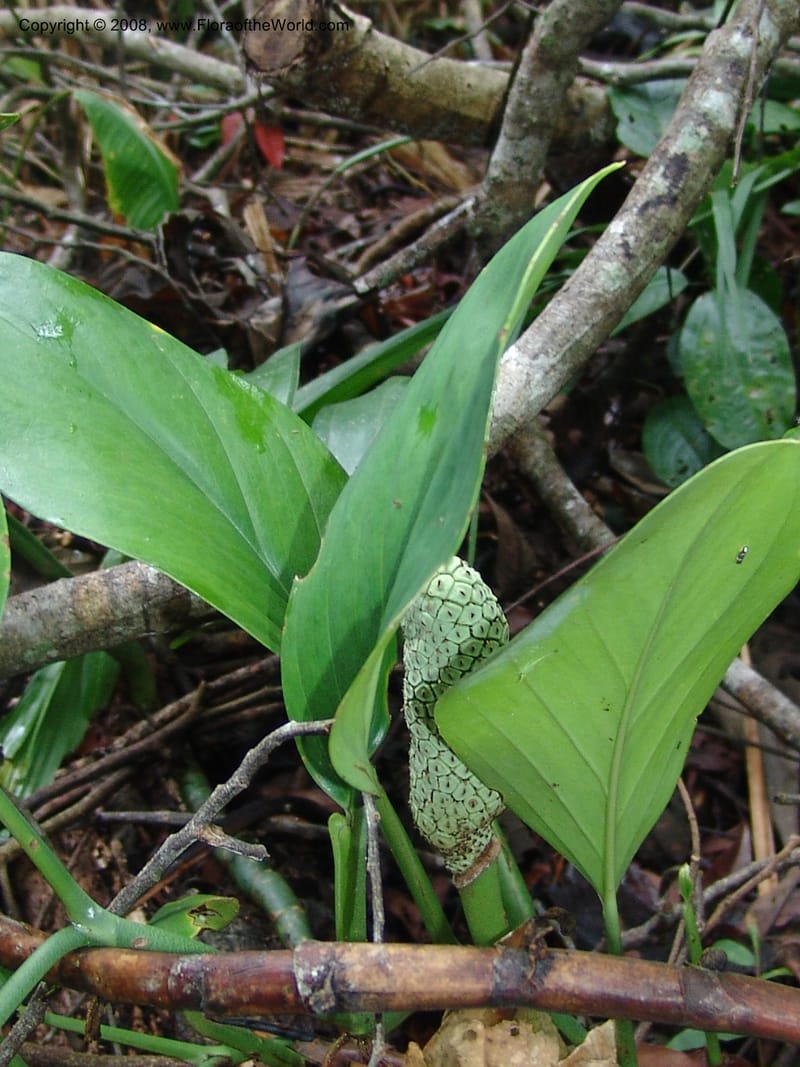 Monstera, Farfan666--Peru. Edo. Madre de Dios. ACEER Res. Ctr. Mango Trail.18 Oct 05. 026.jpg