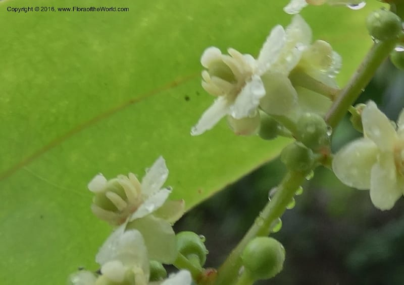 Lepisanthes fruticosa, Buerki, S 361--Sabah. Ulu Senagang. 9 Oct 2014. DSC03434 (39).JPG