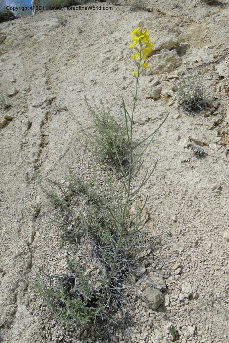Erysimum capitatum, C. Davidson 11851--Oregon. Malheur Co. Leslie Gulch. 30 June 2011. 161.jpg