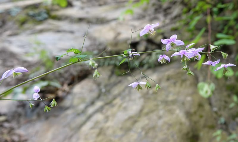 Thalictrum delavayi, C. Davidson 13765--China. Sichuan. Yibailingba-gou. 12 Aug 2017. DSC04660 (213).JPG