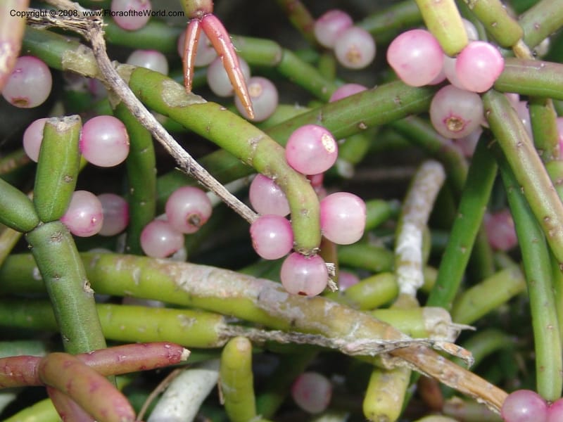 Rhipsalis baccifera--So.Africa. E. Cape. Umtamvuna Nat. Res. 11 Mch 05. 069.jpg