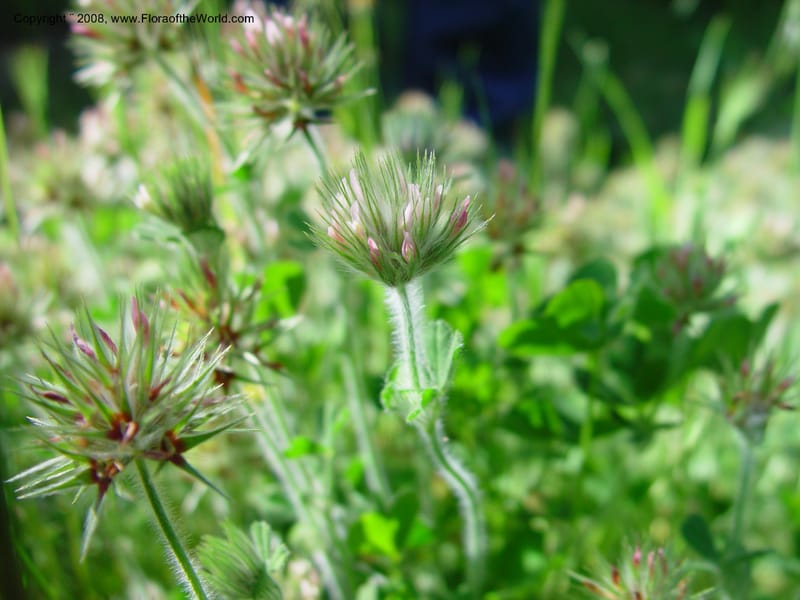 Trifolium stellatum--Italy. Abruzzo. Ris. Torino di Sangro. 5 May 03. 121.jpg
