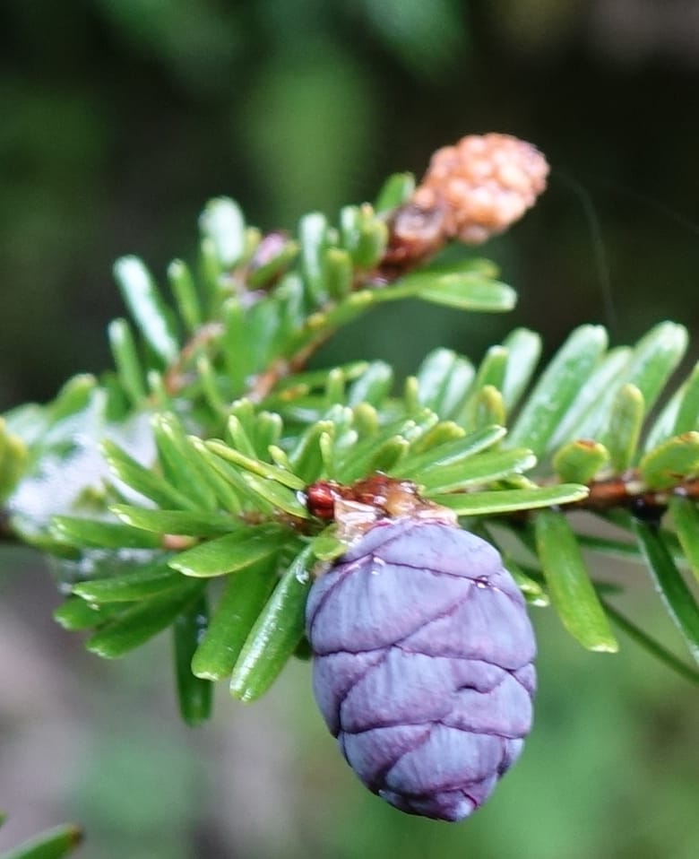 Tsuga chinensis, Tseng Yu-Hsin 1332--Taiwan. Taroko Nat. Park. Mt. Bilu Trail. 21 May 2016.  (212).JPG